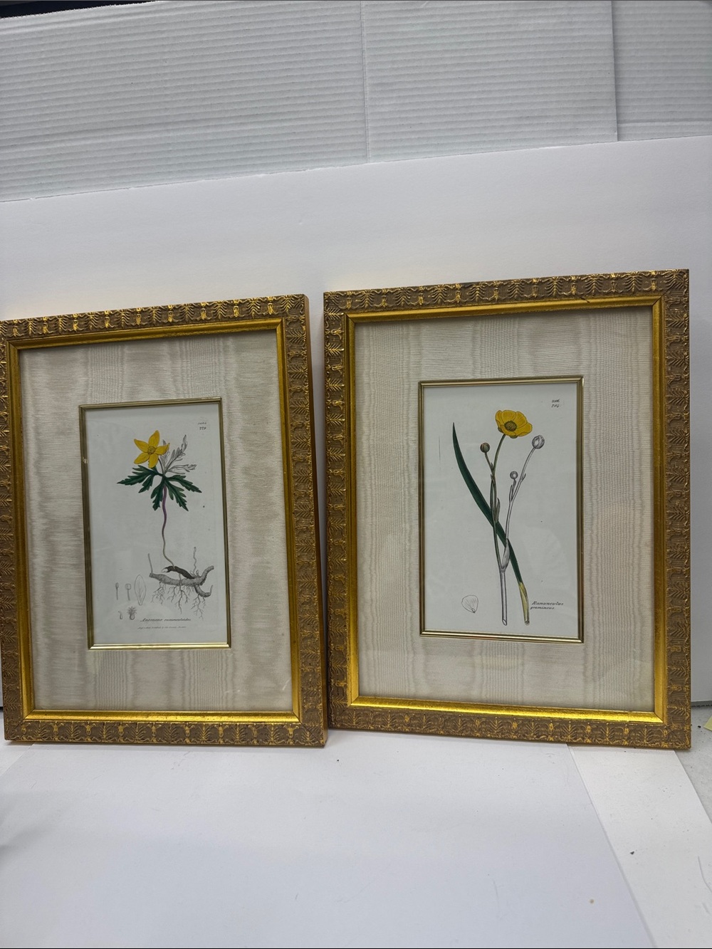 Pair of Framed Botanical Prints Gold Gilt Frames -  Bombay &Co 15.5”x 12” READ